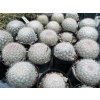 Mammillaria candida