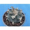 Lophophora wil.pluricostata