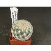 Echinomastus erectocentrus SB 462