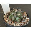 Copiapoa echinoides HNS 200