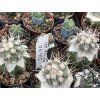 Copiapoa cinerea v.albispina JN 725