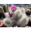 Echinocereus delaeti