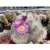 Echinocereus delaeti