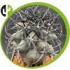 Copiapoa griseoviolacea JN 812