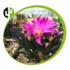 Ariocarphus agavoides RS 602,Tula Tam