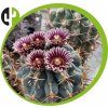 Ancistrocactus crassihamatus