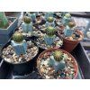 Geohintonia mexicana cristata