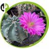 Echinocereus amoenus Venustus L 1836