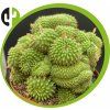 Parodia mutabilis cristata
