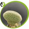 Mammillaria matudae cristata