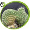 Cleistocactus jujuyensis cristáta