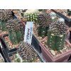 Copiapoa humilis cristata