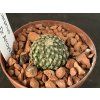 Encephalocarphus strobiliformis PP 184
