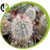 Echinocereus chloranthus SB 245