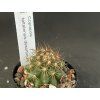 Copiapoa taltalensis desortorum HNS 219