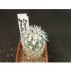 Escobaria grata VM 545