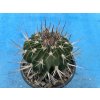 Echinofossulocactus coptonogonus/více žeber/