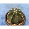 Echinopsis subdenudata