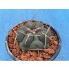 Thelocactus hexadrophus v.loydii