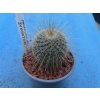 Mammillaria dixantocentron