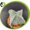 Astrophytum myriostigma guadricostatum