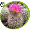 Pyrhocactus eriosizoydes JN 122