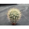 Pyrhocactus eriosizoydes JN 122