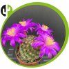 Mammillaria deherdtiana