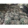 Mammillaria melanocentra v.ruiniory