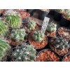 Copiapoa echinoides HNS 200