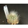 Copiapoa krainziana