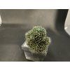 Mammillaria painterii