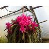 Aporocactus flagelliformis odnož