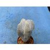 Astrophytum myriostigma japan .Onzuko