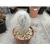 Cephalocereus senilis