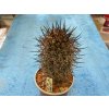 Copiapoa schulziana HNS 207