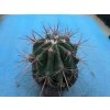Ferocactus steinesi v.pilosus