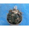 Echinocactus horizontalonius RC 15