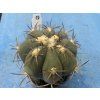 Echinocactus horizontalonius ,