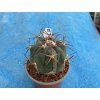 Echinocactus horizontalonius  VZD 494