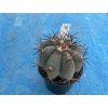 Echinocactus horizontalonius ,Guatro cinegas