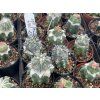 Copiapoa dealbata carizalensis HNS 232