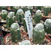 Epithelantha potosina cristata