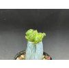 Aztekium ritterii monstrosa
