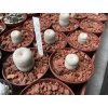 Epithelantha bockei VM 400