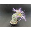 Echinocereus poectinatus v.albispinus