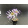 Echinocereus poectinatus v.albispinus
