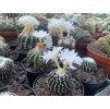 Discocactus horstii