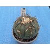 Echinocactus horizontalonius JABO 32