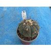 Echinocactus horizontalonius JABO 30